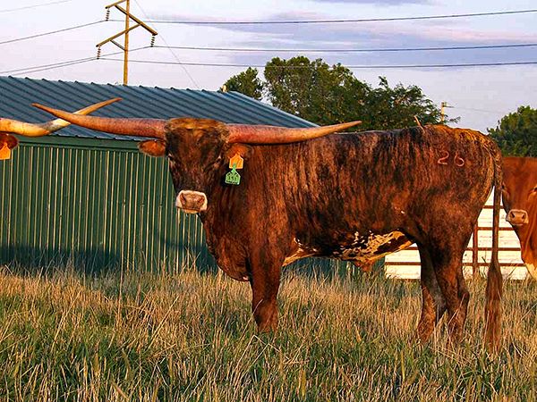 Swihart Casanovas Supermax